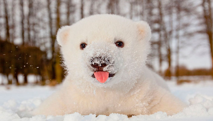 Visão  Urso-polar: o guerreiro do gelo